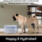 Intelligent pet water dispenser, automatic water bowl filtration system, suitable for cats and dogs, supports Wi-Fi control, compatible with Alexa and Google Home, equipped with cleaning and water refill reminder functions. White model, 2.6 liters.